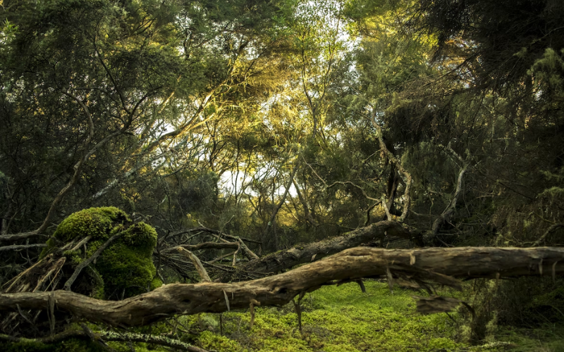 Songs About The Jungle